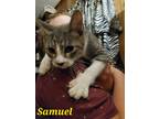 Adopt Samuel a Gray or Blue (Mostly) Domestic Shorthair (short coat) cat in