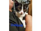 Adopt Goliath a Black & White or Tuxedo Domestic Shorthair (short coat) cat in