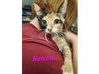 Adopt Kenzie a Tortoiseshell Domestic Shorthair (short coat) cat in Mount