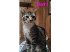 Adopt Dori a Gray, Blue or Silver Tabby Domestic Shorthair (short coat) cat in