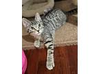 Adopt Spokane a Spotted Tabby/Leopard Spotted Domestic Shorthair (short coat)