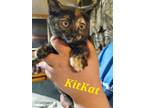 Adopt KitKat a Tortoiseshell Domestic Shorthair (short coat) cat in Mount
