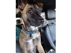 Adopt Millie a Brown/Chocolate - with White German Shepherd Dog / Mixed dog in