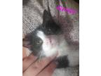 Adopt Grace a Black & White or Tuxedo Domestic Shorthair (short coat) cat in