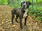 Adopt Linus a Black - with White Pit Bull Terrier / Mixed dog in Port