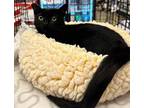 Adopt Peanut a All Black Domestic Shorthair (short coat) cat in Pasadena