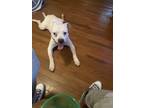 Adopt Ceaser a White American Pit Bull Terrier / Mixed dog in Rochester