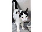 Adopt 655801 a White Domestic Shorthair / Domestic Shorthair / Mixed cat in