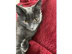 Adopt Baloo a Gray or Blue Domestic Longhair / Mixed (long coat) cat in