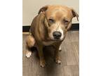 Adopt Prince a Tan/Yellow/Fawn - with White American Pit Bull Terrier / Mixed