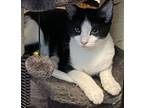 Adopt Austin a Black & White or Tuxedo Domestic Shorthair (short coat) cat in