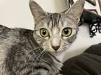 Adopt Lulu a Gray or Blue (Mostly) Tabby / Mixed (short coat) cat in