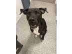 Adopt Max a Black American Pit Bull Terrier / Mixed dog in New Bern