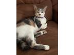 Adopt Fiona a Calico or Dilute Calico American Shorthair / Mixed (short coat)