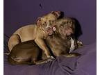 Adopt Nova/Chevelle a Red/Golden/Orange/Chestnut American Pit Bull Terrier /
