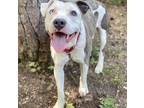 Adopt Lionel a White - with Gray or Silver Boxer / Hound (Unknown Type) / Mixed