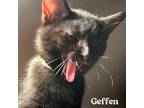 Adopt Geffen a All Black Domestic Shorthair (short coat) cat in CLEVELAND