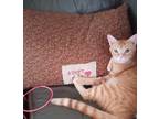 Adopt Wynken a Orange or Red Tabby Domestic Shorthair (short coat) cat in