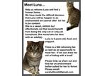 Adopt Luna a Brown Tabby American Shorthair / Mixed (short coat) cat in