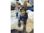 Adopt Wink a Gray, Blue or Silver Tabby Domestic Shorthair (short coat) cat in