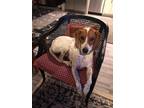 Adopt Lucy a White - with Brown or Chocolate Hound (Unknown Type) / Mixed dog in