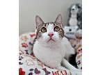 Adopt Roma a Spotted Tabby/Leopard Spotted Domestic Shorthair (short coat) cat