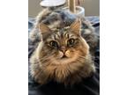 Adopt Glock a Tan or Fawn Norwegian Forest Cat / Mixed (long coat) cat in