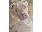 Adopt Naida a Brown/Chocolate - with White American Pit Bull Terrier / Mixed dog