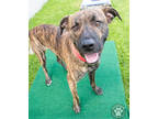 Adopt Mason a Brindle American Pit Bull Terrier / Mixed dog in Potsdam