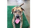 Adopt Dixon a Brindle American Pit Bull Terrier / Mixed dog in Potsdam