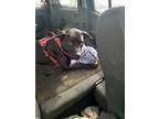 Adopt Beretta a Black American Pit Bull Terrier / Labrador Retriever / Mixed dog