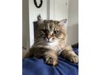 Adopt Glick a Tan or Fawn Norwegian Forest Cat / Mixed (long coat) cat in