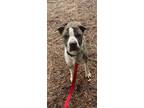 Adopt Athena a Brindle - with White Shar Pei / Boxer / Mixed dog in Colville