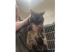 Adopt Henry a All Black Siamese / Domestic Shorthair / Mixed cat in Price