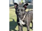 Adopt Clara a Black American Pit Bull Terrier / Mixed dog in Fresno