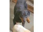 Adopt Simone a Brown/Chocolate Rottweiler / Mixed dog in Olathe, KS (38955841)