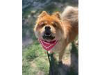 Adopt Koko a Red/Golden/Orange/Chestnut Chow Chow / Mixed dog in Bakersfield