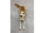 Adopt Delilah a Tan/Yellow/Fawn Husky / Mixed dog in Vienna, OH (38949683)