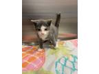 Adopt Minkus a Gray or Blue Domestic Shorthair / Domestic Shorthair / Mixed cat