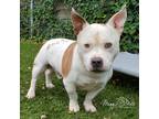 Adopt Milo a White - with Brown or Chocolate Pit Bull Terrier / Corgi / Mixed