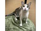 Adopt Wendy Peffercorn a Calico or Dilute Calico Domestic Shorthair / Mixed cat
