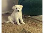 Adopt Champion a White Great Pyrenees / Mixed dog in Huntsville, AL (38948527)
