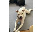 Adopt Marzipan a White American Pit Bull Terrier / Boxer / Mixed dog in