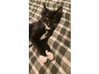 Adopt Rain a Domestic Shorthair cat in Tracy, CA (38955638)