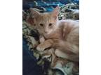 Adopt Miscellaneous a Orange or Red Domestic Mediumhair / Mixed cat in Jackson