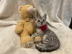 Adopt Jolie a Gray, Blue or Silver Tabby Domestic Shorthair (short coat) cat in