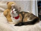 Adopt FiFi a Calico or Dilute Calico Domestic Mediumhair (medium coat) cat in