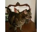 Adopt little Heart a Brown or Chocolate Tabby / Mixed (short coat) cat in