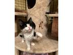 Adopt Morty a Black & White or Tuxedo Domestic Mediumhair (medium coat) cat in