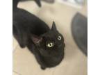 Adopt Stella a Black (Mostly) Domestic Shorthair (short coat) cat in Toronto